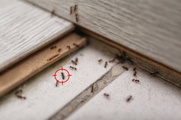 Best Ant Control Services  in Experiment, GA